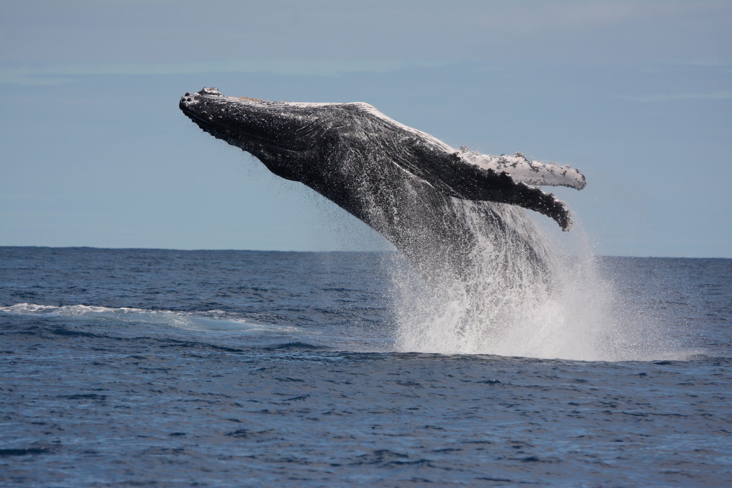 Humpback whale from Réunion