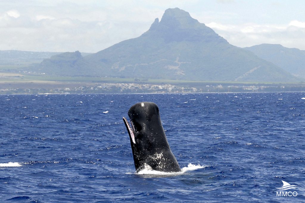 Sperm whale in Mauritius